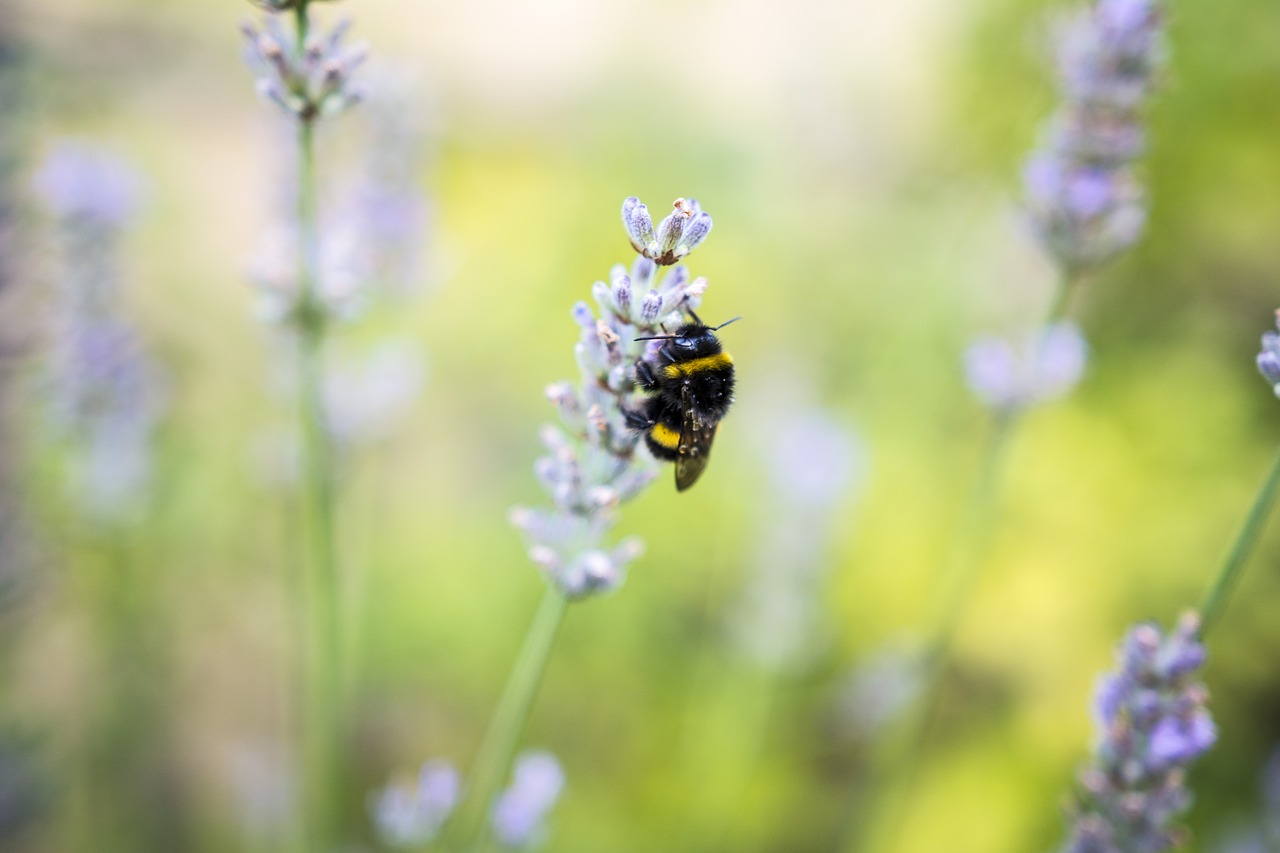 Hummel, Gėlė, Vabzdys, Uždaryti, Nemokamos Nuotraukos,  Nemokama Licenzija