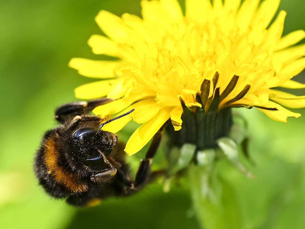 Hummel, Išgalvotas, Gamta, Gyvūnas, Vabzdys, Kiaulpienė, Nemokamos Nuotraukos,  Nemokama Licenzija