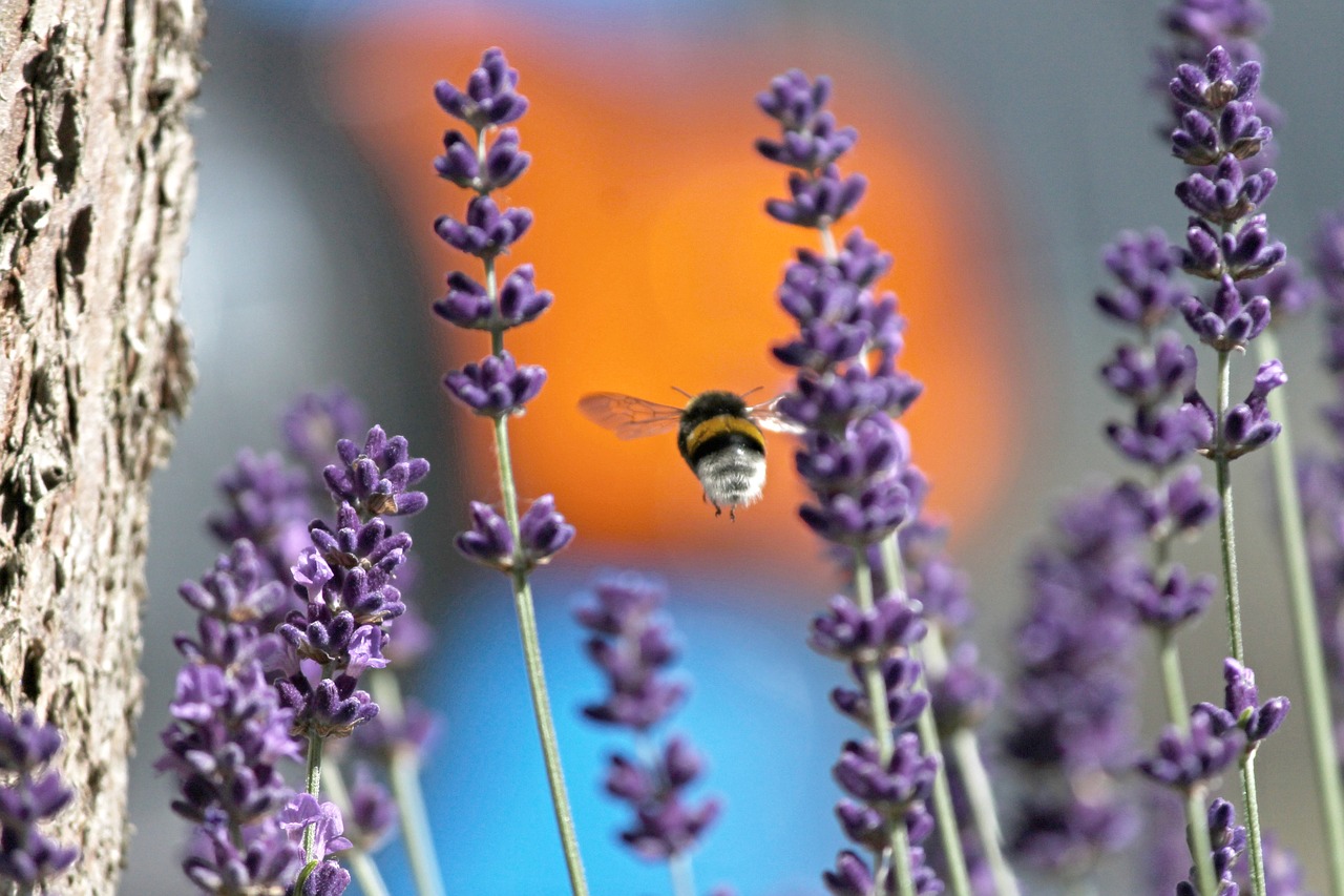 Hummel, Skrydis, Levanda, Vabzdys, Skristi, Levandų Gėlės, Violetinė, Skrydžio Metu, Uždaryti, Sodas