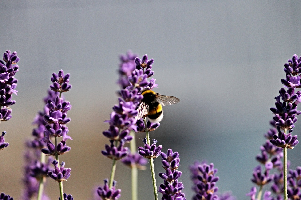 Hummel, Levanda, Vabzdys, Violetinė, Gamta, Vasara, Violetinė, Sodas, Žiedas, Žydėti