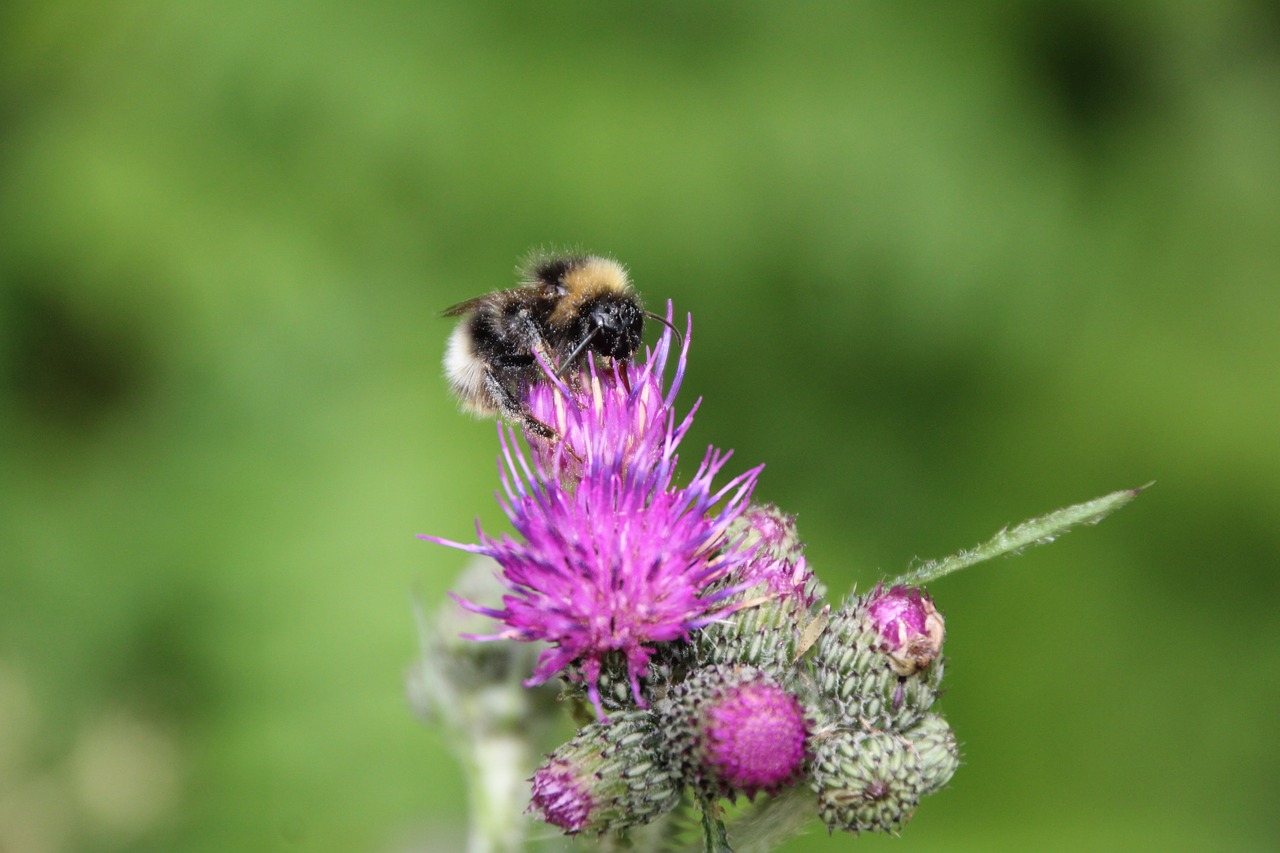 Hummel, Drakonas, Vabzdys, Žiedas, Žydėti, Nemokamos Nuotraukos,  Nemokama Licenzija