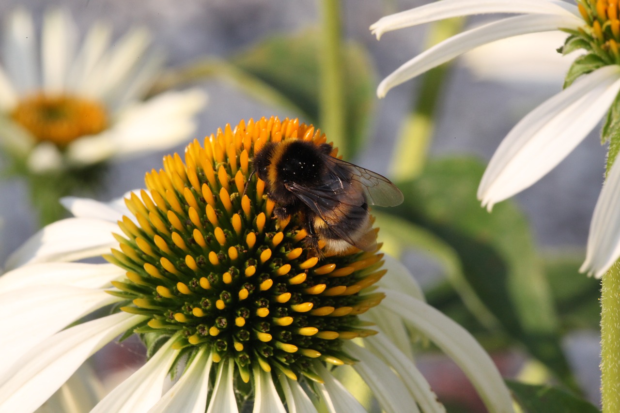 Hummel, Žiedas, Žydėti, Apdulkinimas, Vabzdys, Vasaros Gėlės, Saulės Skrybėlė, Uždaryti, Makro, Nemokamos Nuotraukos