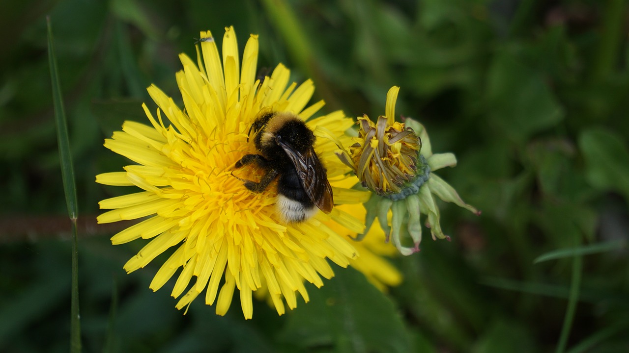 Hummel, Kiaulpienė, Žiedadulkės, Geltona, Makro, Augalas, Gamta, Vabzdys, Gėlė, Aštraus Gėlė