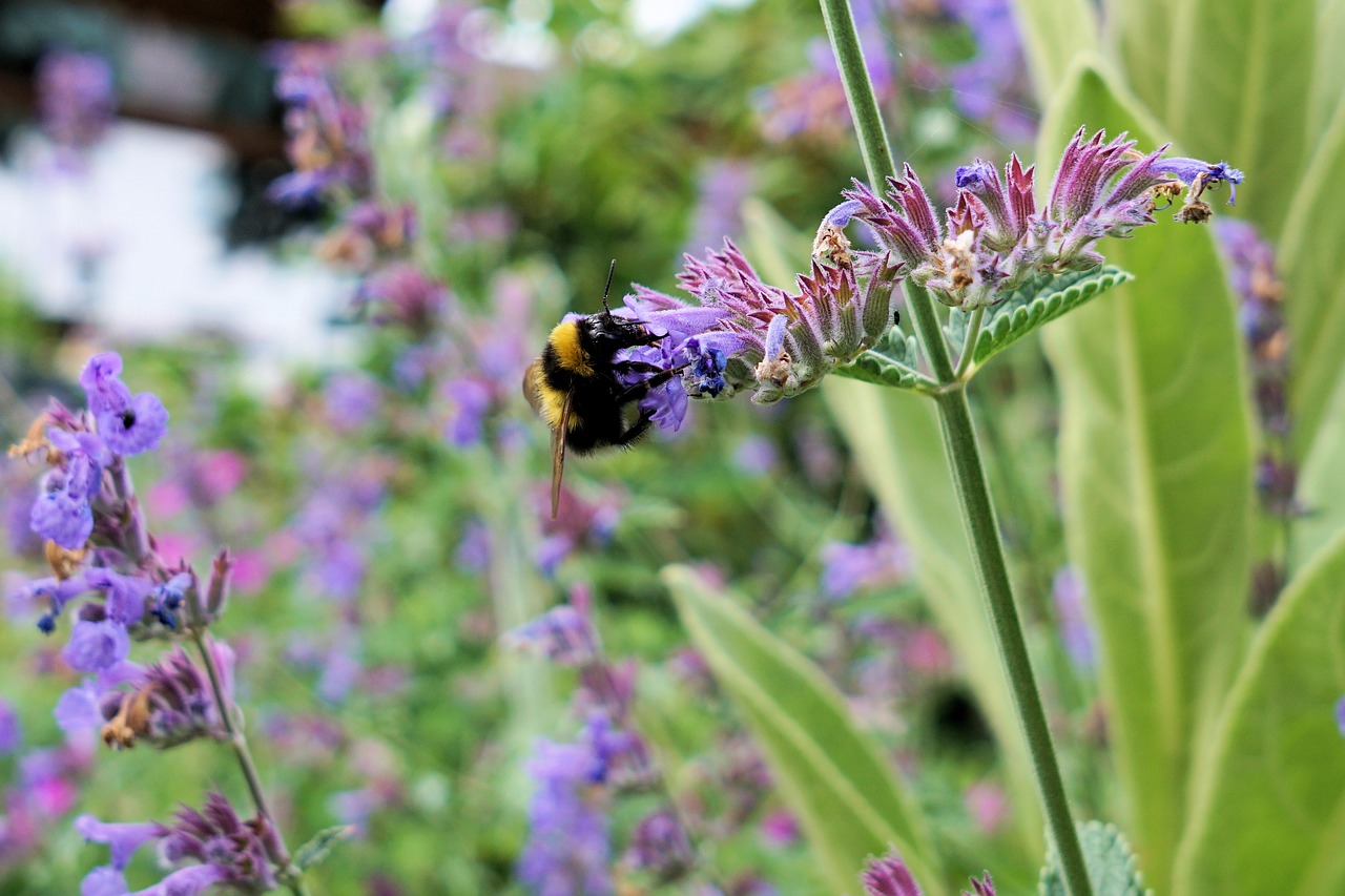 Hummel, Vabzdys, Žiedas, Žydėti, Gamta, Gėlė, Vasara, Uždaryti, Sodas, Skristi