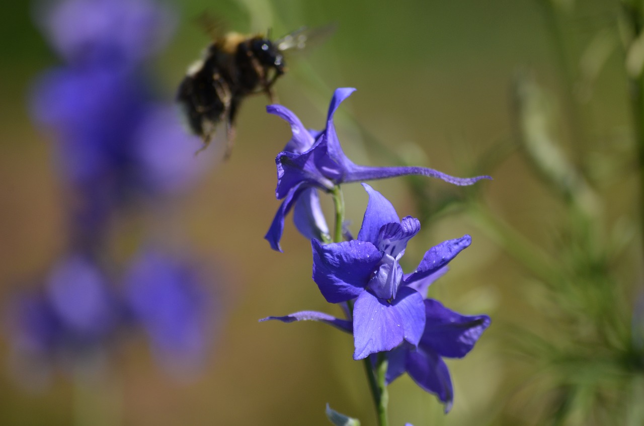 Hummel, Žiedas, Žydėti, Gėlė, Sodas, Augalas, Nemokamos Nuotraukos,  Nemokama Licenzija