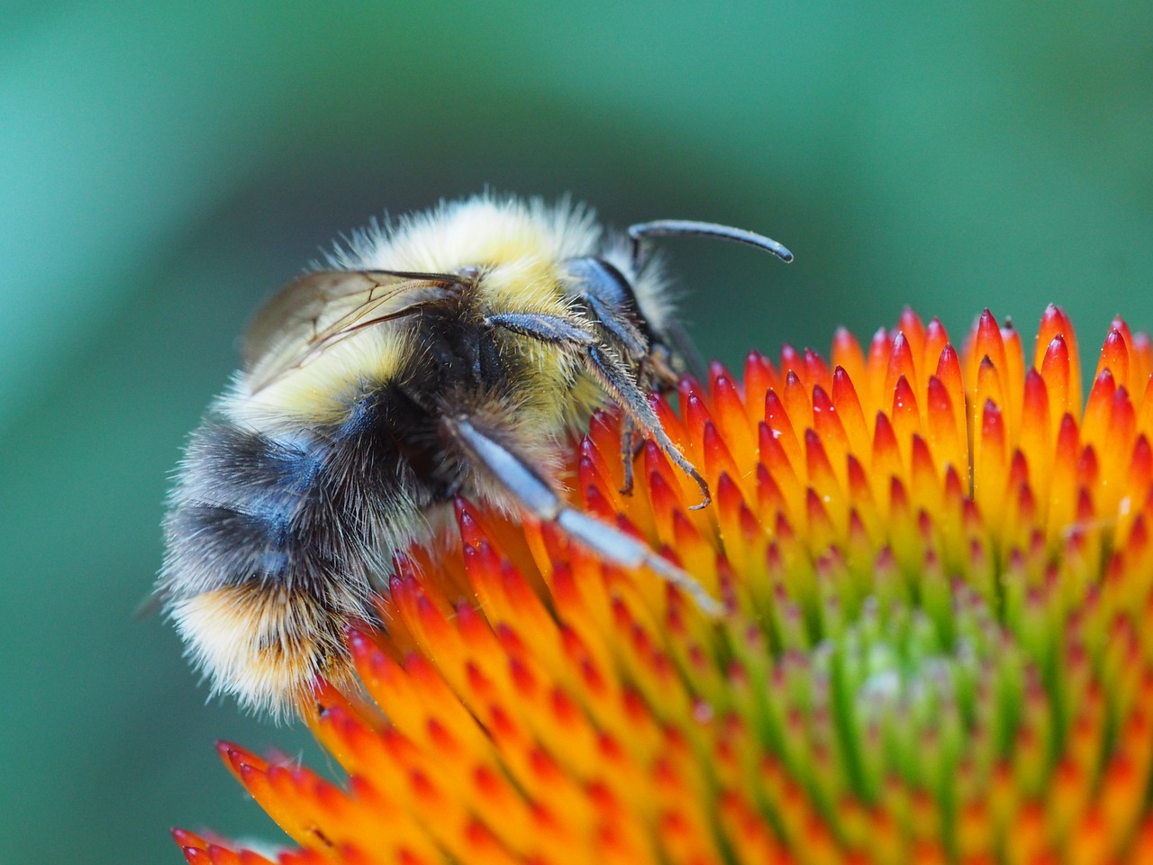 Hummel, Gyvūnas, Vabzdys, Sodo Gėlė, Žiedas, Žydėti, Uždaryti, Atvirukas, Nektaro Paieška, Nemokamos Nuotraukos