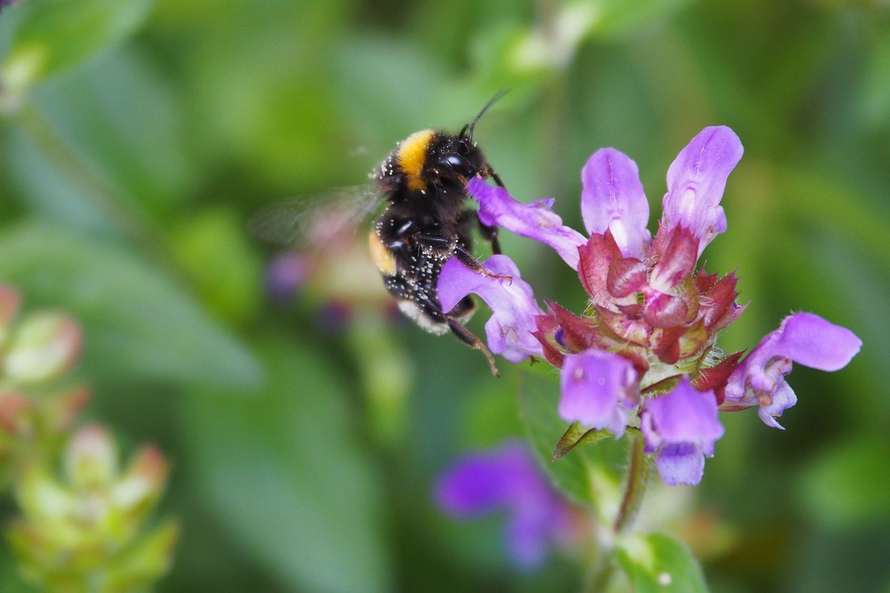 Hummel, Gėlė, Vabzdys, Gamta, Žiedas, Žydėti, Uždaryti, Makro, Purpurinė Gėlė, Vasara