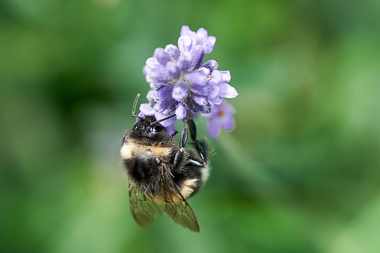 Hummel, Uždaryti, Žiedas, Žydėti, Nemokamos Nuotraukos,  Nemokama Licenzija