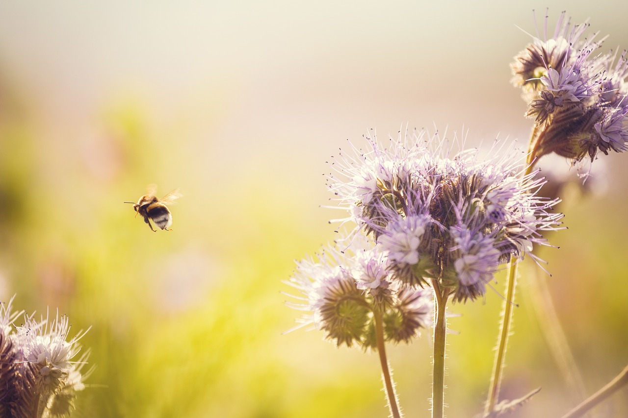 Hummel, Pieva, Gėlė, Levanda, Gamta, Uždaryti, Vabzdys, Žiedas, Žydėti, Vasara