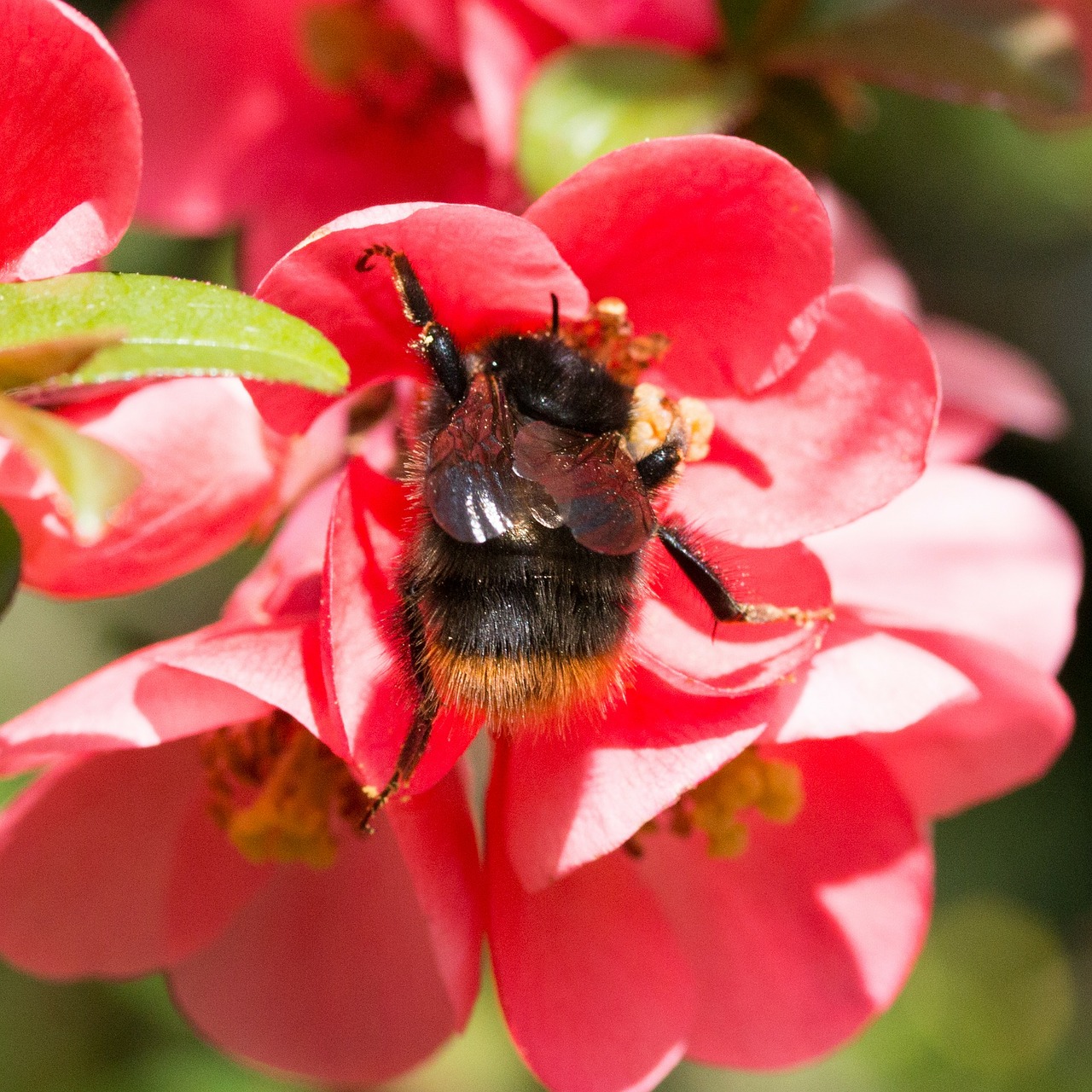 Hummel, Gamta, Augalas, Vasara, Gėlės, Sodas, Pavasaris, Nemokamos Nuotraukos,  Nemokama Licenzija