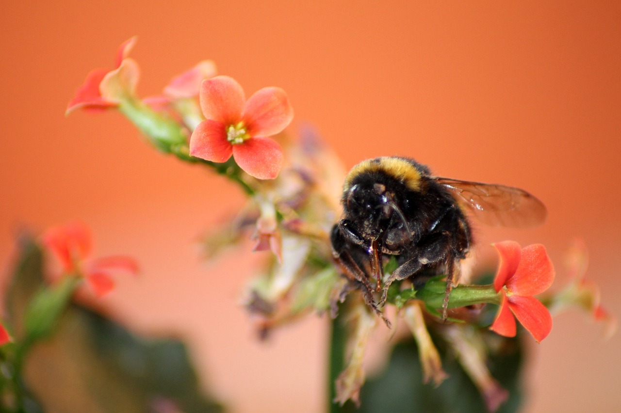 Hummel, Gėlė, Vabzdys, Makro, Žiedas, Žydėti, Nemokamos Nuotraukos,  Nemokama Licenzija