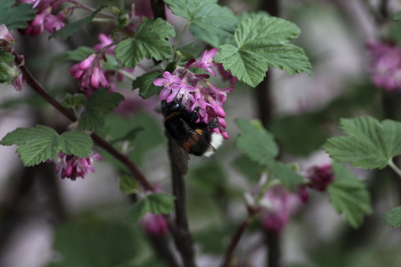 Hummel, Augalas, Vabzdys, Uždaryti, Gamta, Žiedas, Žydėti, Nemokamos Nuotraukos,  Nemokama Licenzija