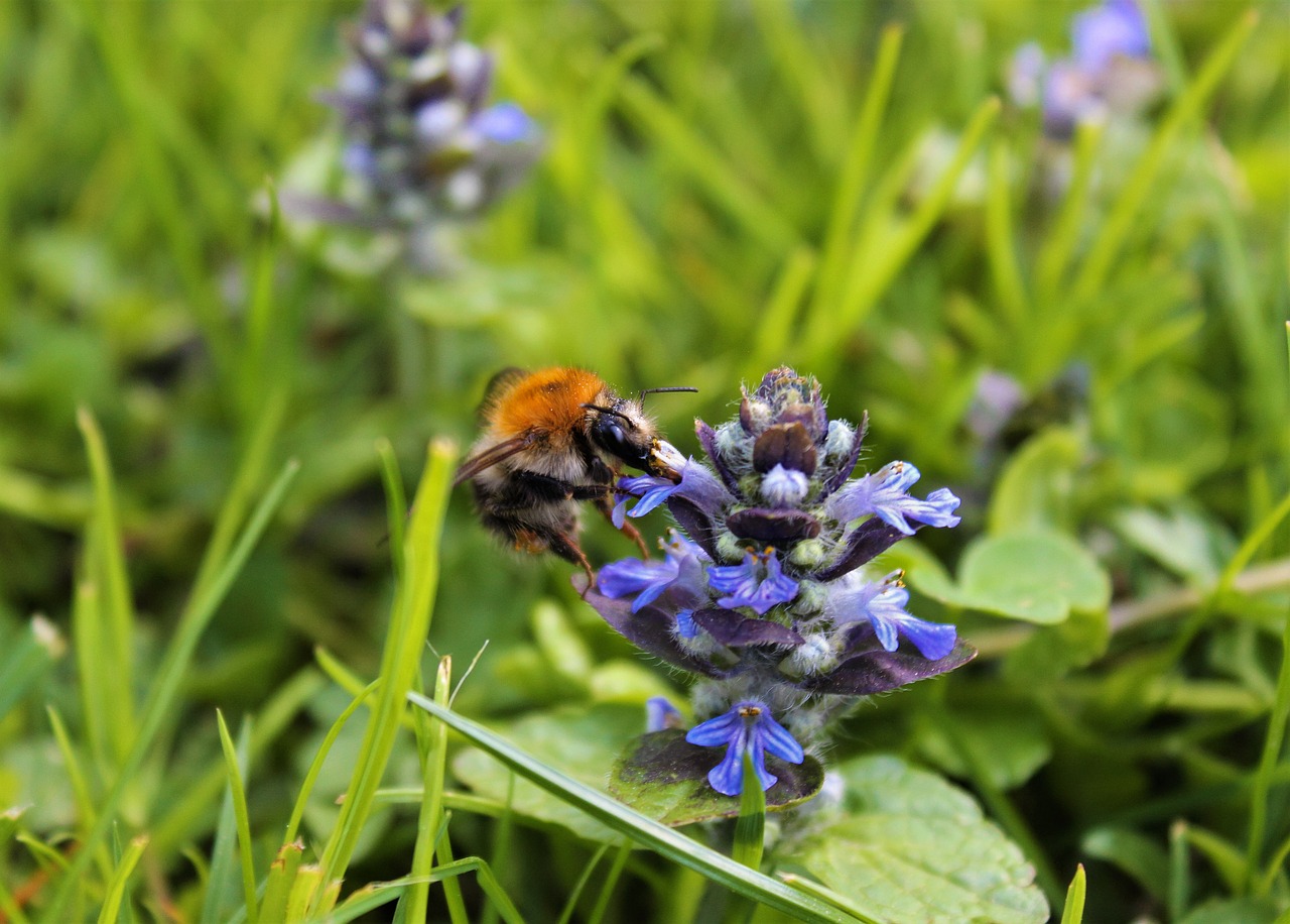 Hummel,  Bičių,  Pobūdį,  Augalų,  Žolė,  Vabzdys,  Pavasaris,  Gėlė,  Medus,  Iš Arti