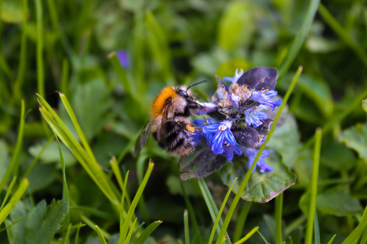 Hummel,  Bičių,  Pobūdį,  Augalų,  Žolė,  Vabzdys,  Pavasaris,  Gėlė,  Medus,  Iš Arti