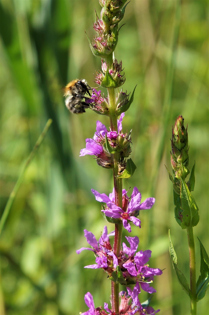 Hummel,  Gėlės,  Vabzdys,  Pobūdį,  Augalų,  Iš Arti, Nemokamos Nuotraukos,  Nemokama Licenzija