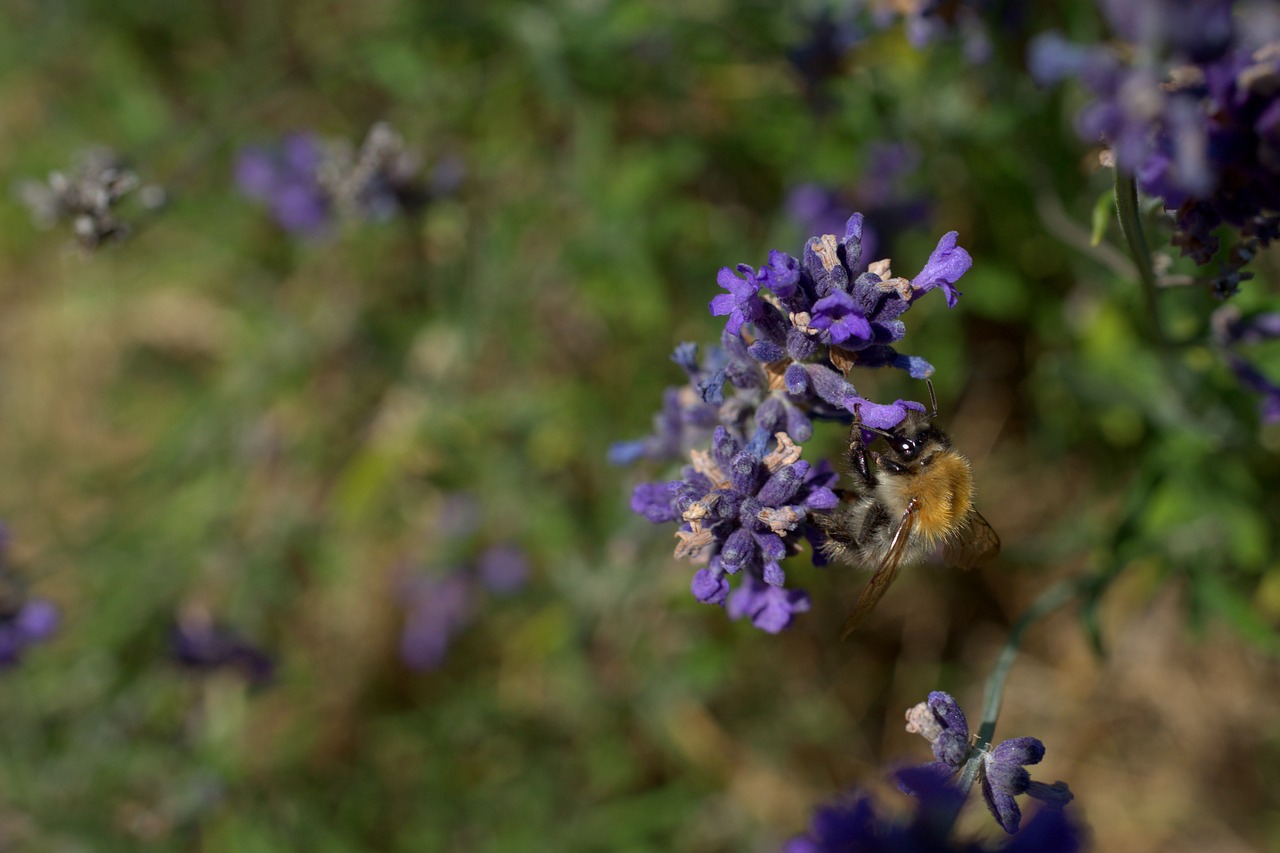 Hummel,  Levandų,  Violetinė,  Žiedas,  Žydi,  Vasara,  Sodas,  Apdulkinimas,  Violetinė,  Vabzdys