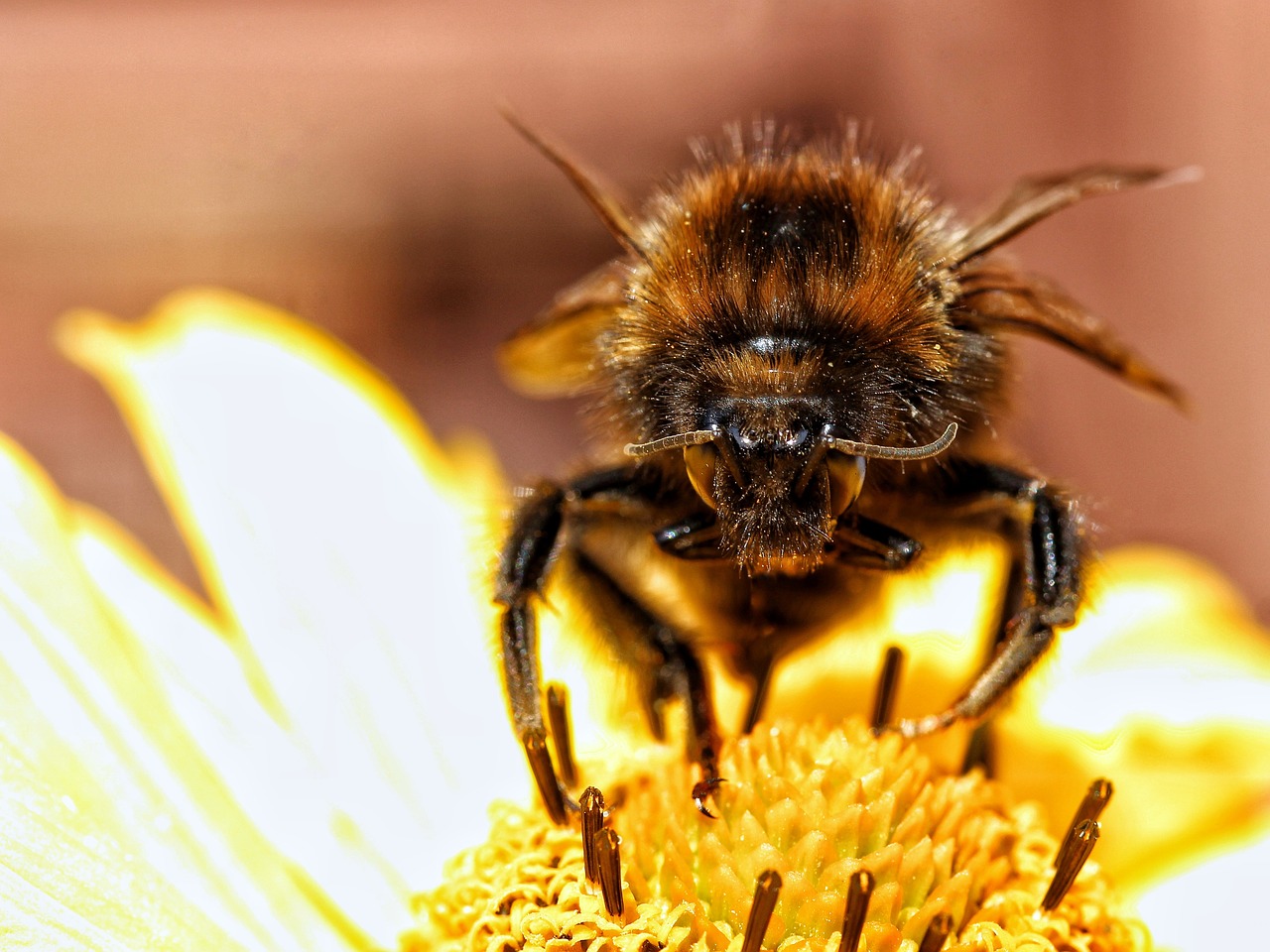 Hummel,  Vabzdys,  Iš Arti,  Makro,  Sodas,  Gėlė,  Padaras,  Sparnas,  Akys, Nemokamos Nuotraukos