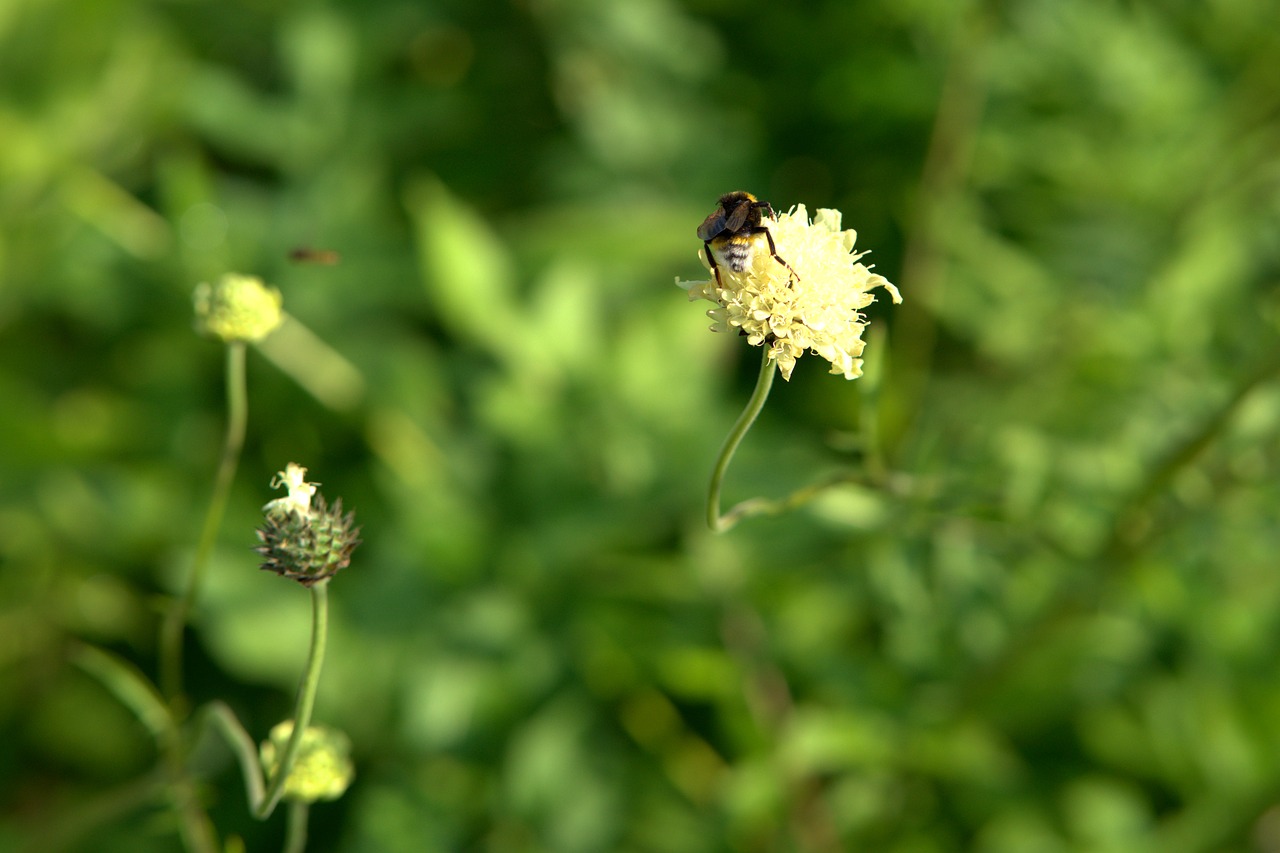 Hummel,  Pabarstyti,  Apdulkinimas,  Žiedas,  Žydi,  Gėlė,  Pobūdį,  Vasara,  Sodas,  Nektaro