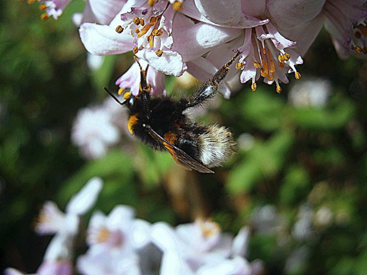 Hummel, Kamanėlės, Bombas, Drones, Žmonės, Nykštukas, Darbuotojas Viduje, Karalienė, Plaukai, Hymenoptera