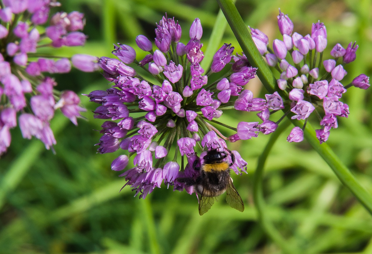 Hummel,  Gėlė,  Violetinė,  Vabzdys,  Žiedas,  Žydi,  Pobūdį,  Vasara,  Augalų,  Sodas