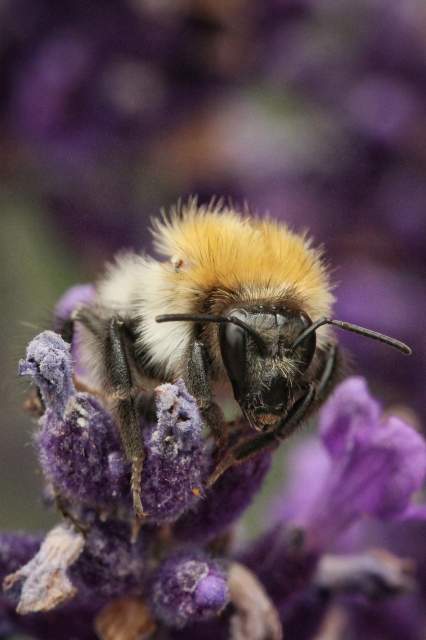 Hummel,  Laukinių Bičių,  Vabzdys,  Makro,  Gyvūnijos,  Pobūdį,  Bitė, Nemokamos Nuotraukos,  Nemokama Licenzija