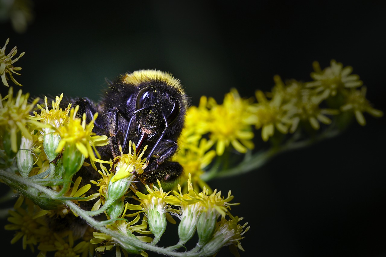 Hummel,  Vasara,  Vabzdys,  Iš Arti,  Žiedadulkės, Nemokamos Nuotraukos,  Nemokama Licenzija