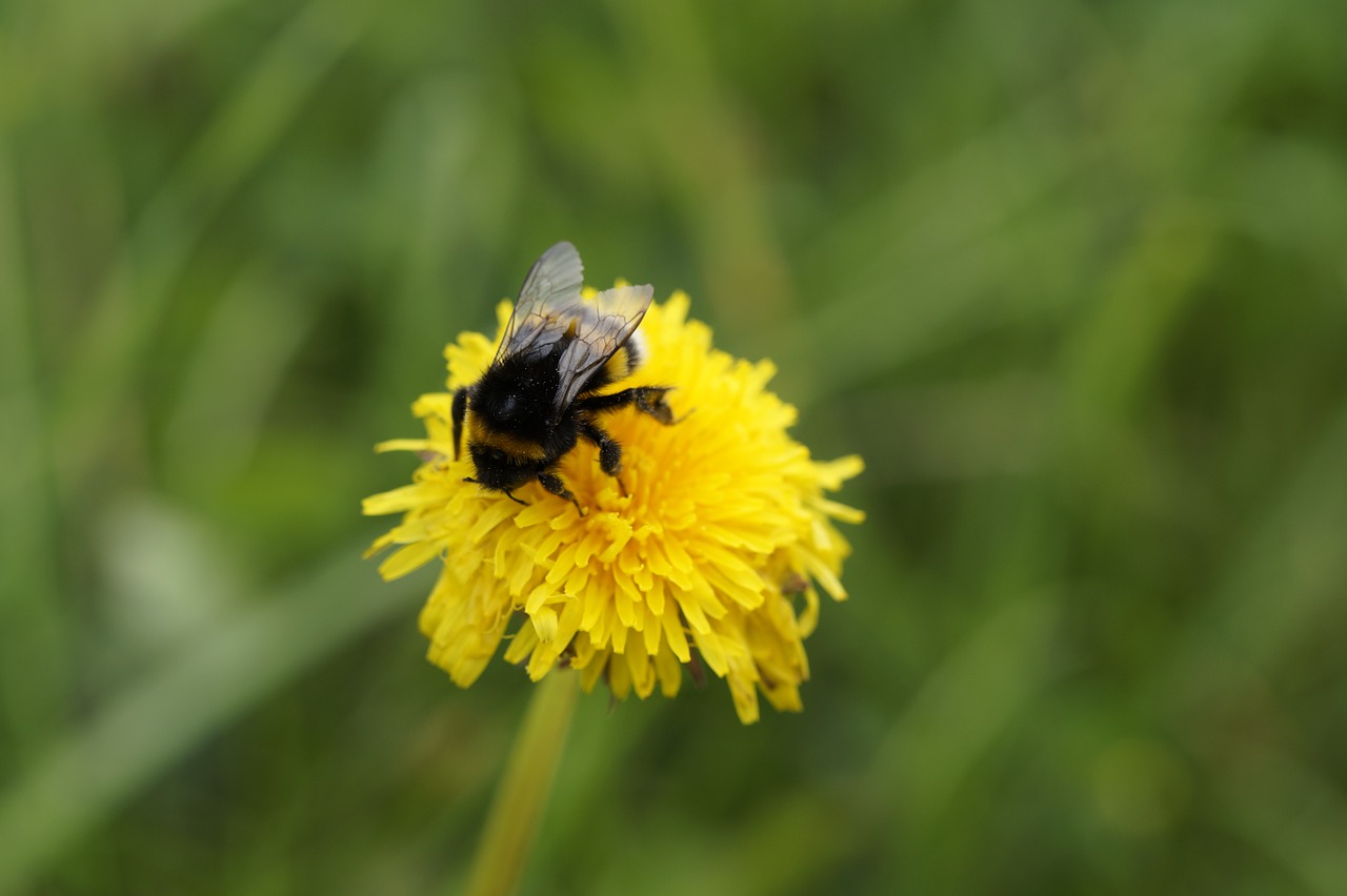 Hummel, Kiaulpienė, Žiedas, Žydėti, Vabzdys, Uždaryti, Augalas, Geltona, Gamta, Vasara