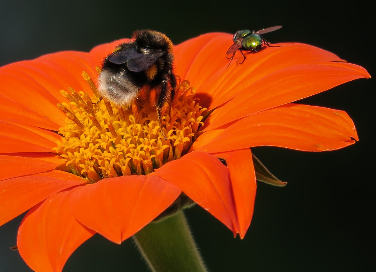 Hummel, Skristi, Gėlė, Raudona, Gamta, Žiedas, Žydėti, Nektaras, Nemokamos Nuotraukos,  Nemokama Licenzija