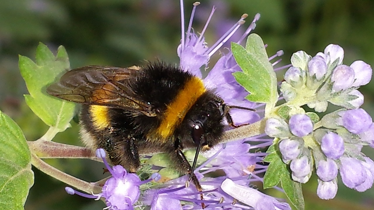 Hummel, Bičių, Vabzdys, Žiedas, Žydėti, Apdulkinimas, Žiedadulkės, Gėlė, Violetinė, Nektaras