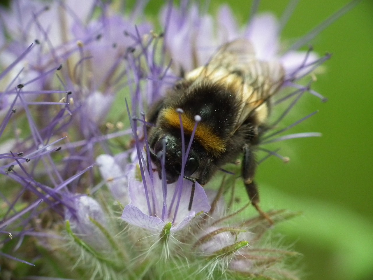 Hummel, Žiedas, Žydėti, Gamta, Vabzdys, Nemokamos Nuotraukos,  Nemokama Licenzija