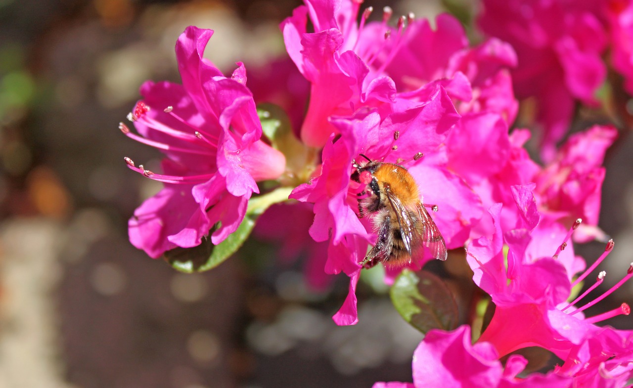 Hummel, Žiedas, Žydėti, Surinkti, Uždaryti, Žiedadulkės, Makro, Nemokamos Nuotraukos,  Nemokama Licenzija