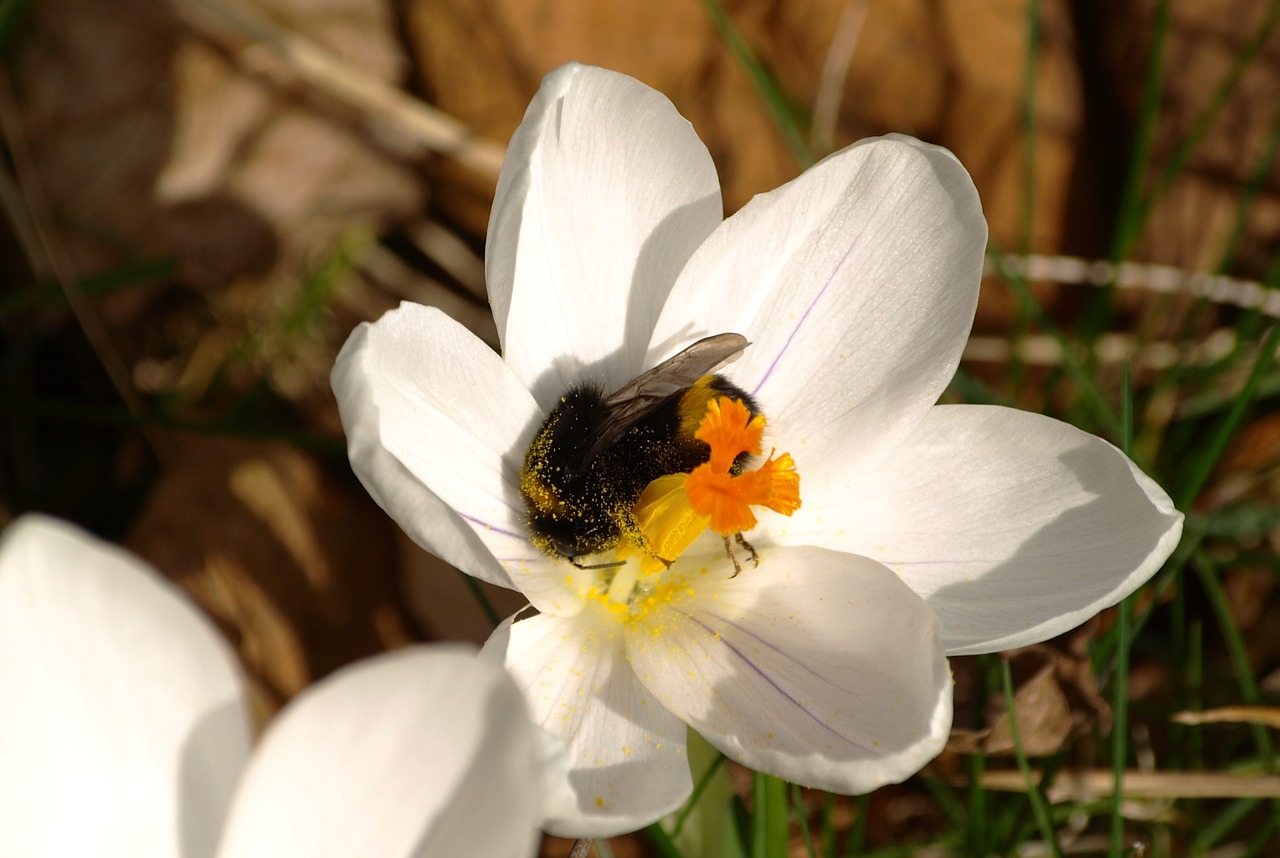 Hummel, Crocus, Balta, Pavasaris, Gėlė, Baltas Žiedas, Uždaryti, Nemokamos Nuotraukos,  Nemokama Licenzija