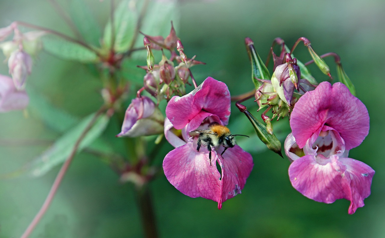 Hummel, Bičių, Vabzdys, Žiedas, Žydėti, Gėlė, Apdulkinimas, Gamta, Vasara, Žiedadulkės