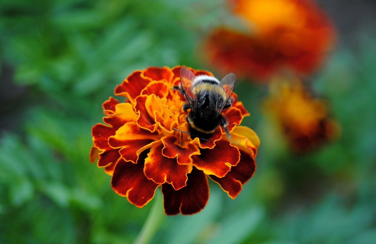 Hummel, Marigoldas, Vabzdys, Žiedas, Žydėti, Gėlė, Apdulkinimas, Nemokamos Nuotraukos,  Nemokama Licenzija