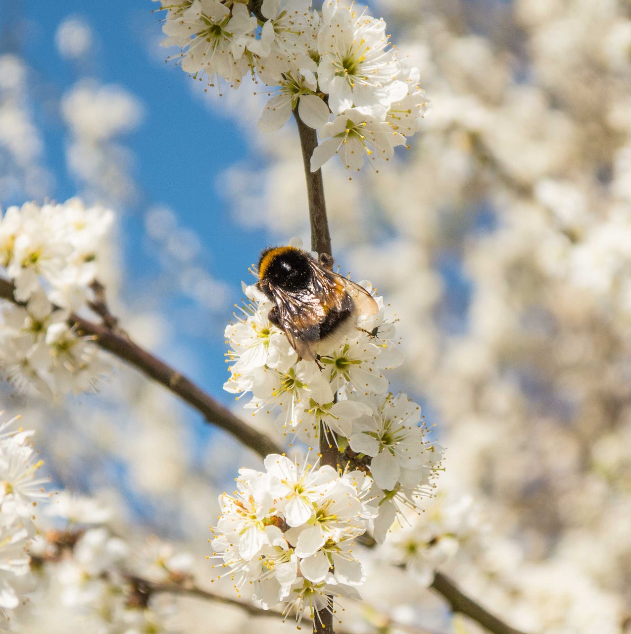 Hummel, Gėlės, Balta, Pabarstyti, Krūmas, Uždaryti, Pavasaris, Vabzdys, Nemokamos Nuotraukos,  Nemokama Licenzija