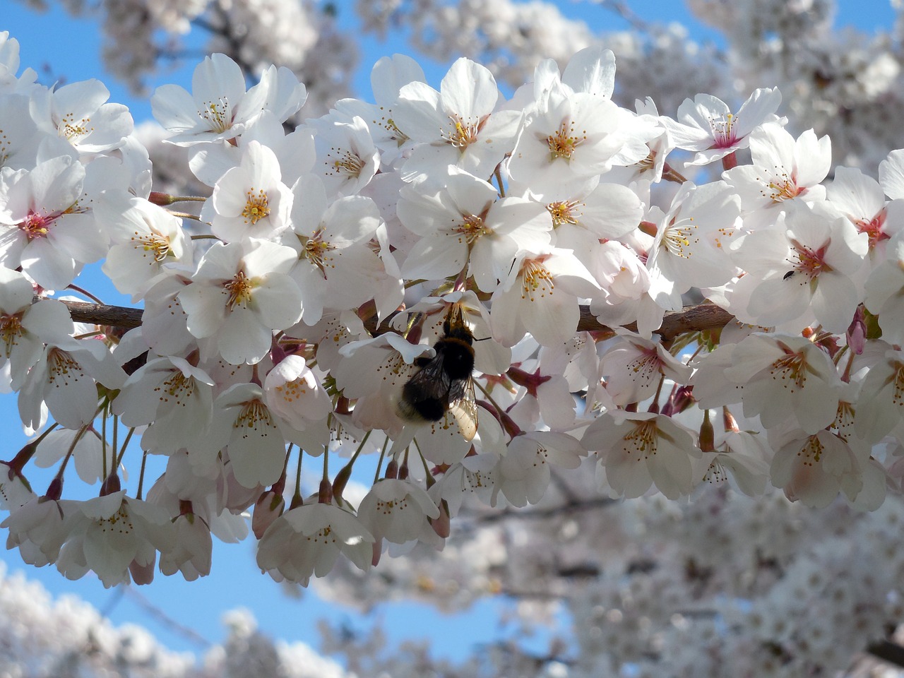 Hummel,  Vabzdys,  Kisrchblüten,  Gėlės,  Žydėti,  Pavasaris,  Gamta,  Sodas, Nemokamos Nuotraukos,  Nemokama Licenzija