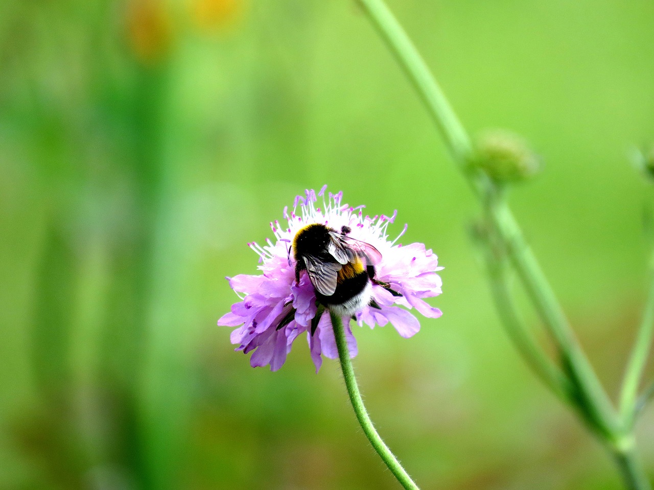 Hummel, Žiedas, Žydėti, Gėlė, Vabzdys, Gamta, Uždaryti, Makro, Sodas, Vasara