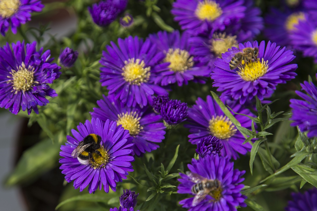 Hummel, Vabzdys, Gėlė, Žiedas, Žydėti, Gamta, Sodas, Vasara, Nemokamos Nuotraukos,  Nemokama Licenzija