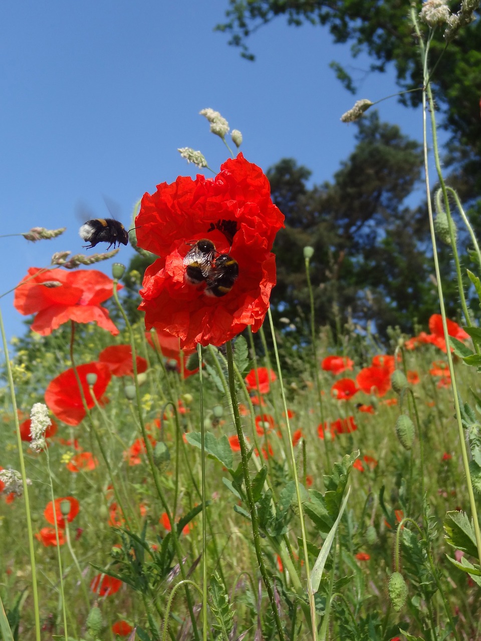 Hummel, Aguona, Metodas, Makro, Bičių Požiūris, Pieva, Gamta, Nemokamos Nuotraukos,  Nemokama Licenzija