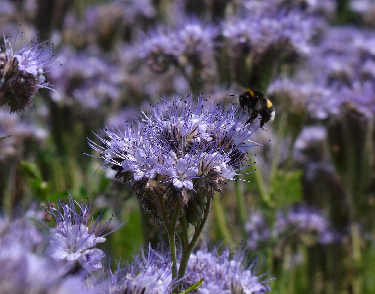 Hummel, Kuoduotoji Gėlė, Phacelia Tanacetifolia, Žiedas, Žydėti, Uždaryti, Gamta, Vabzdys, Ariamasis, Laukas