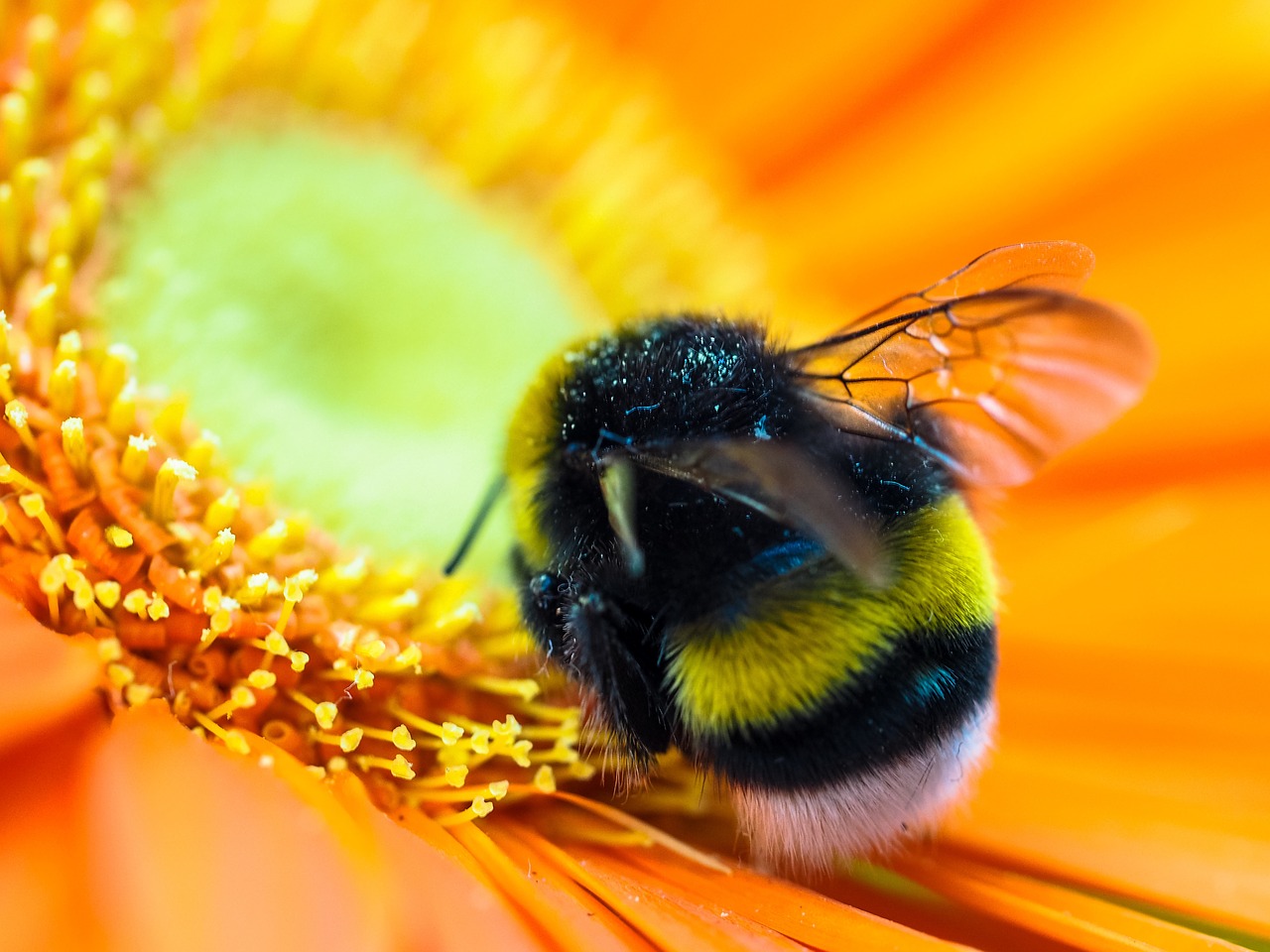 Hummel, Žiedas, Žydėti, Vabzdys, Gamta, Pavasaris, Žiedadulkės, Apdulkinimas, Nektaras, Makro