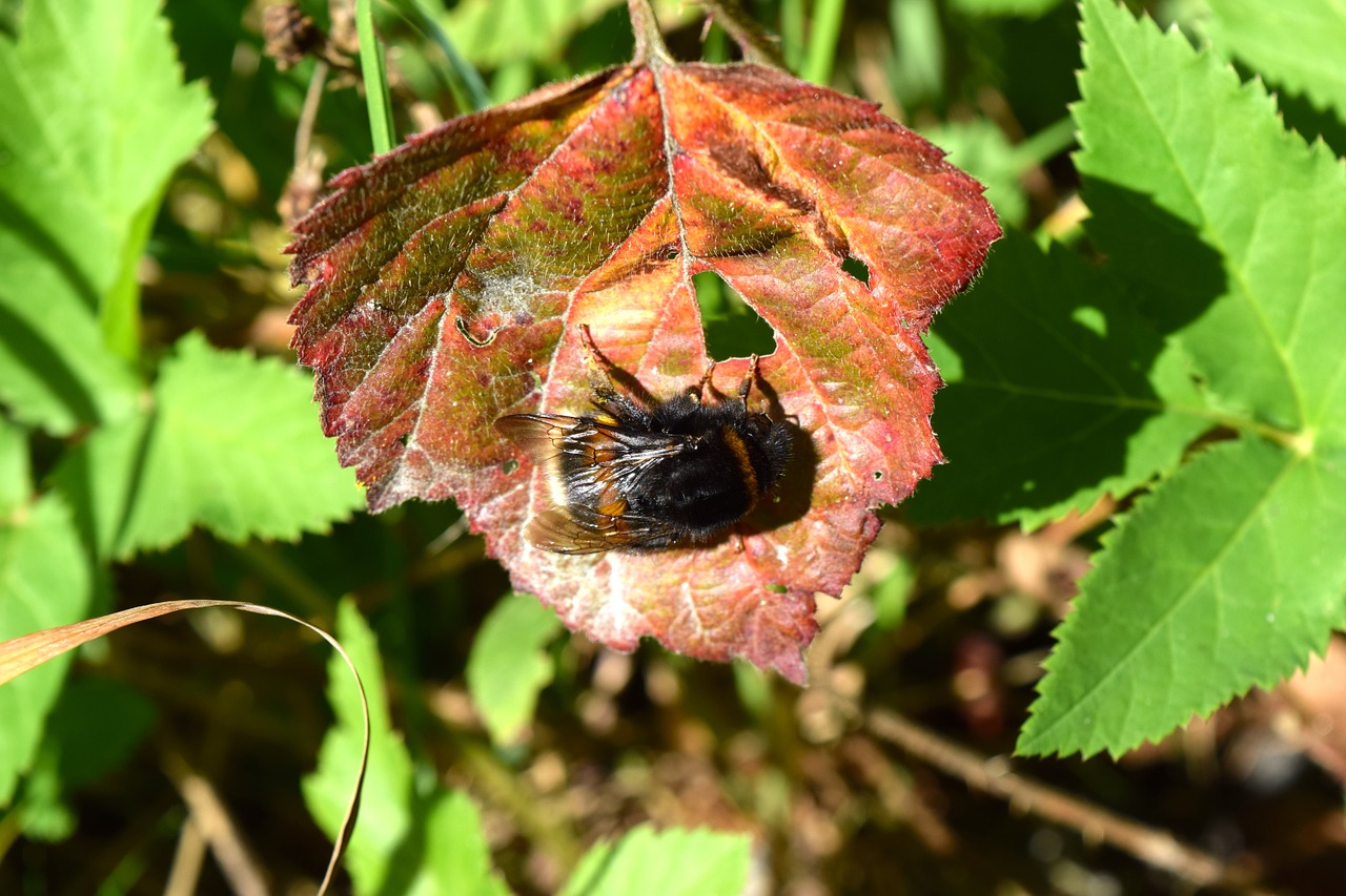 Hummel, Vabzdys, Lapai, Gamta, Augalas, Uždaryti, Vasara, Sparnas, Gyvūnas, Makro