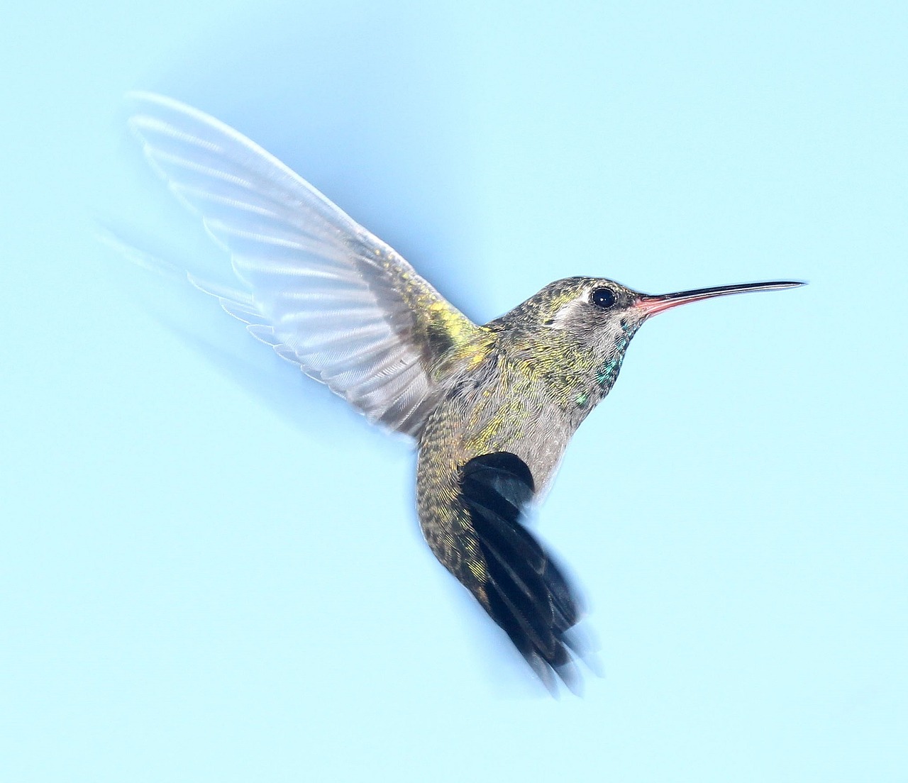 Kolibris, Skraidantis, Portretas, Laukinė Gamta, Gamta, Skrydis, Sparnai, Snapas, Paukštis, Nemokamos Nuotraukos