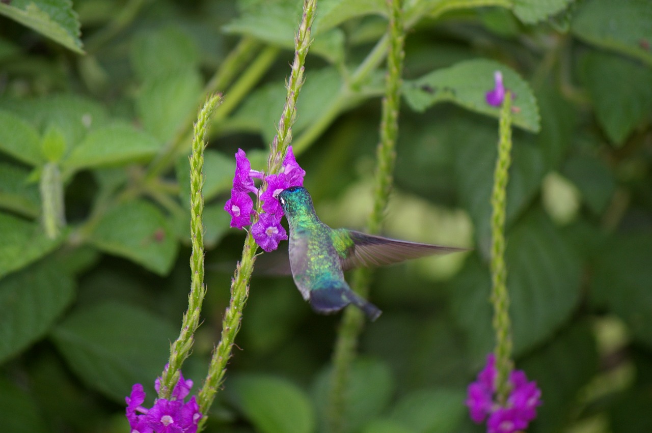 Kolibris, Paukštis, Gėlė, Skrydis, Nemokamos Nuotraukos,  Nemokama Licenzija