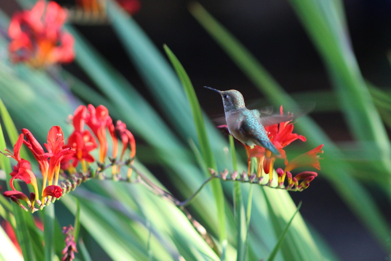 Kolibris, Paukštis, Gėlės, Nemokamos Nuotraukos,  Nemokama Licenzija