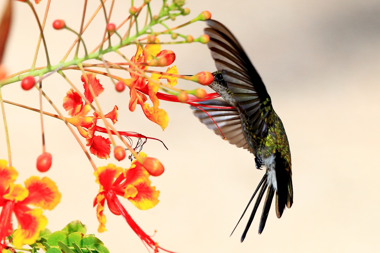 Kolibris, Kuba, Laukinė Gamta, Nemokamos Nuotraukos,  Nemokama Licenzija