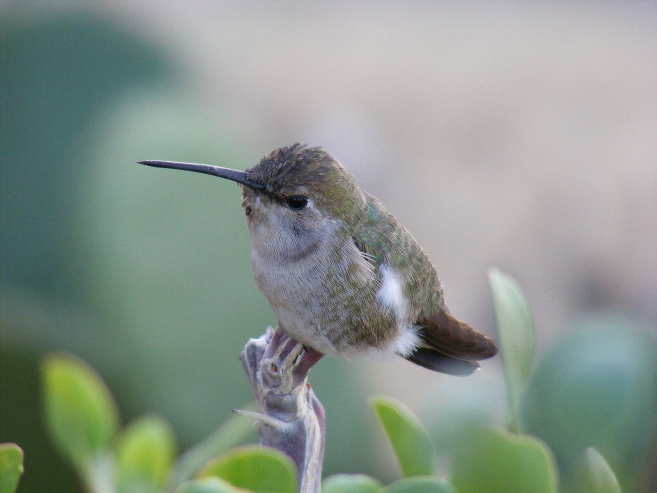 Kolibris, Baja California, Dinky, Nemokamos Nuotraukos,  Nemokama Licenzija