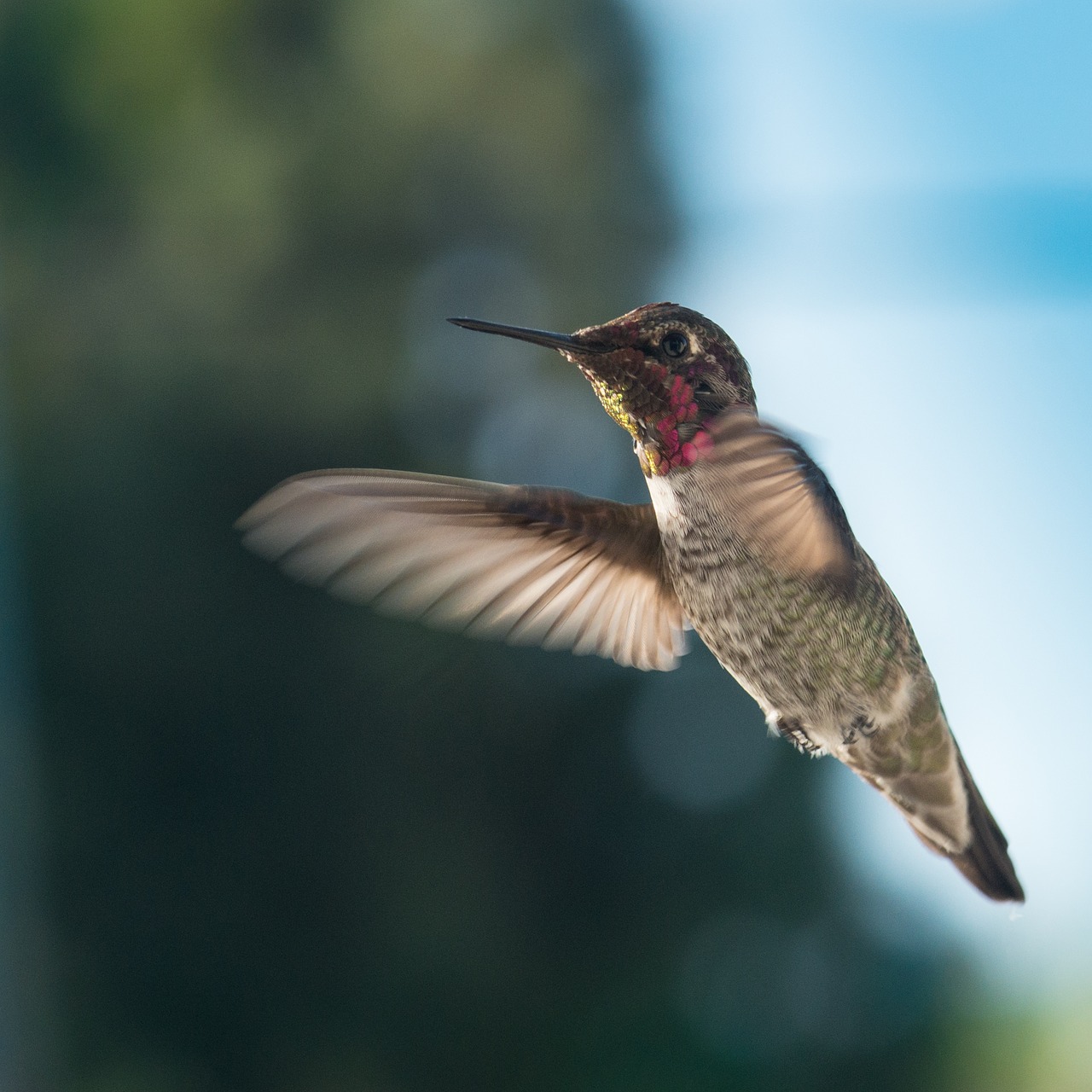 Kolibris, Laukinė Gamta, Gamta, Skrydis, Nemokamos Nuotraukos,  Nemokama Licenzija