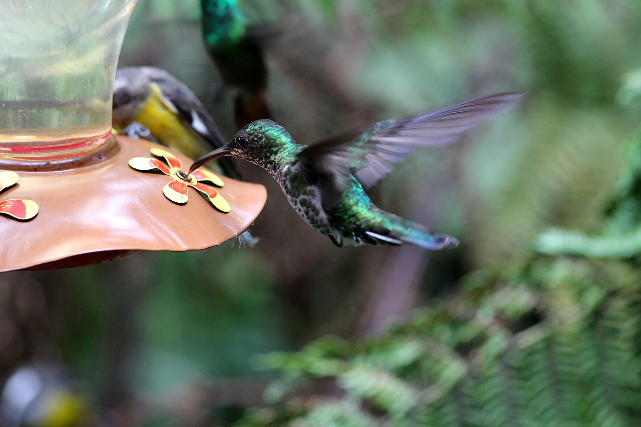 Kolibris, Paukščiai, Gamta, Nemokamos Nuotraukos,  Nemokama Licenzija