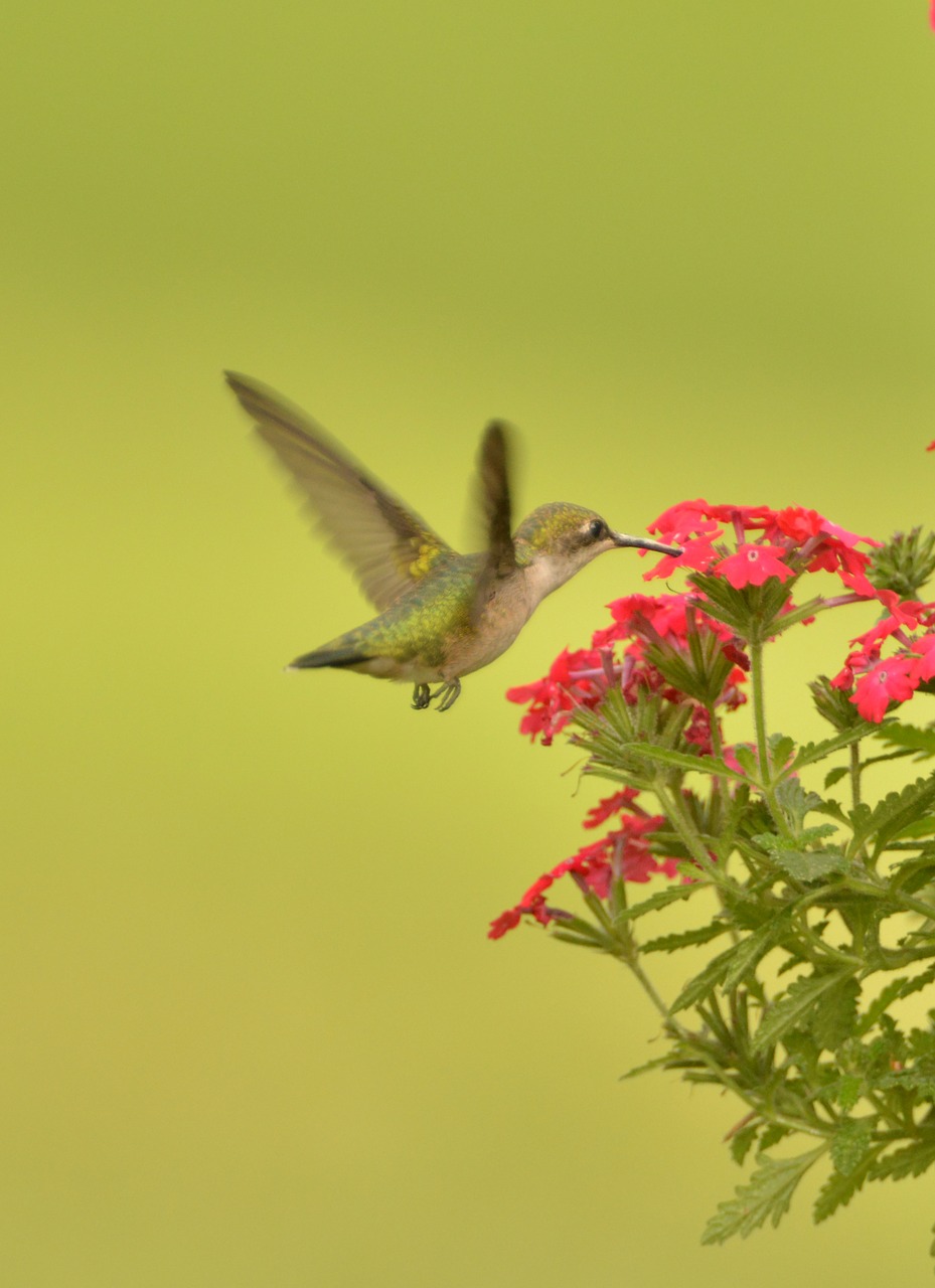 Kolibris, Paukštis Skristi, Gėlė, Nemokamos Nuotraukos,  Nemokama Licenzija